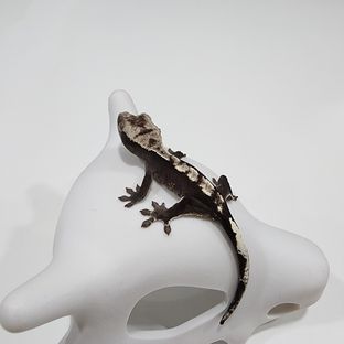 아잔틱