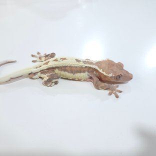 프라푸치노 레드