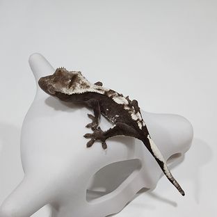 아잔틱