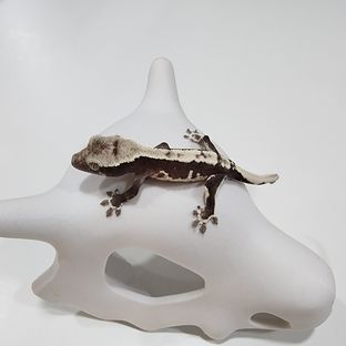 릴잔틱