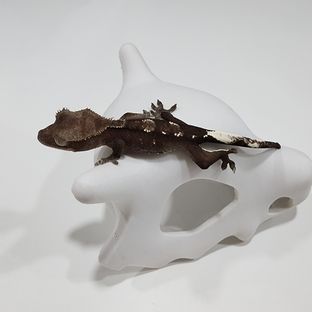 아잔틱