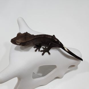 아잔틱