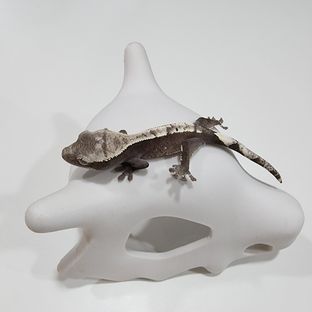 아잔틱