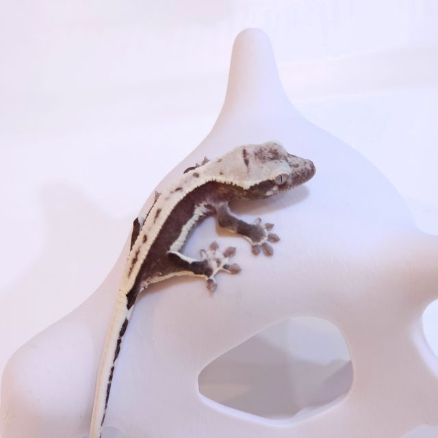 릴잔틱