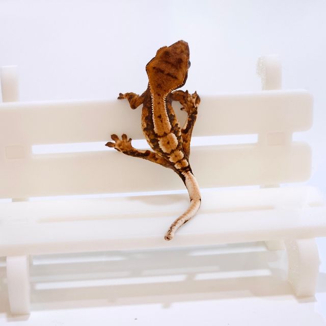 트라이 텐저린