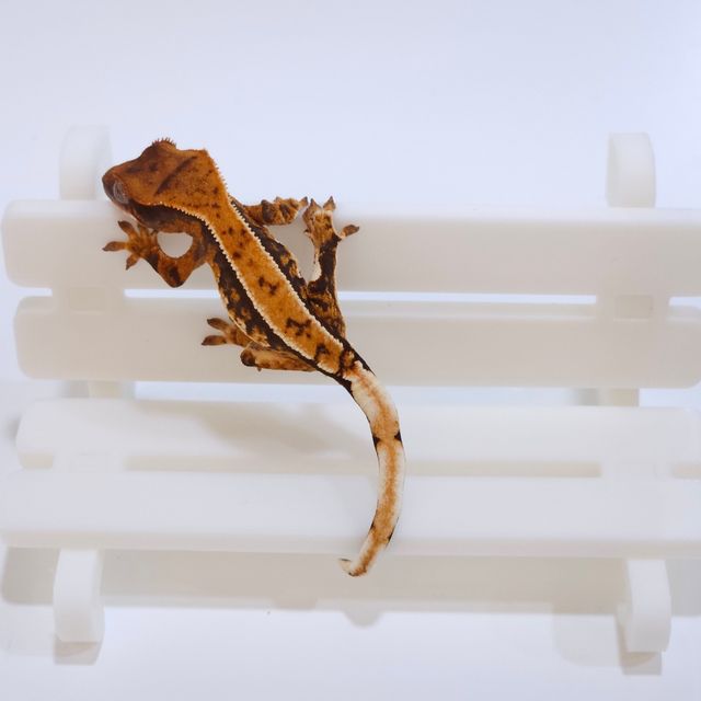트라이 텐저린