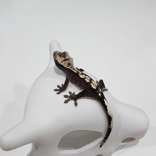 아잔틱