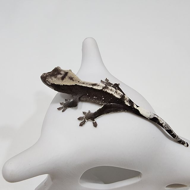 아잔틱