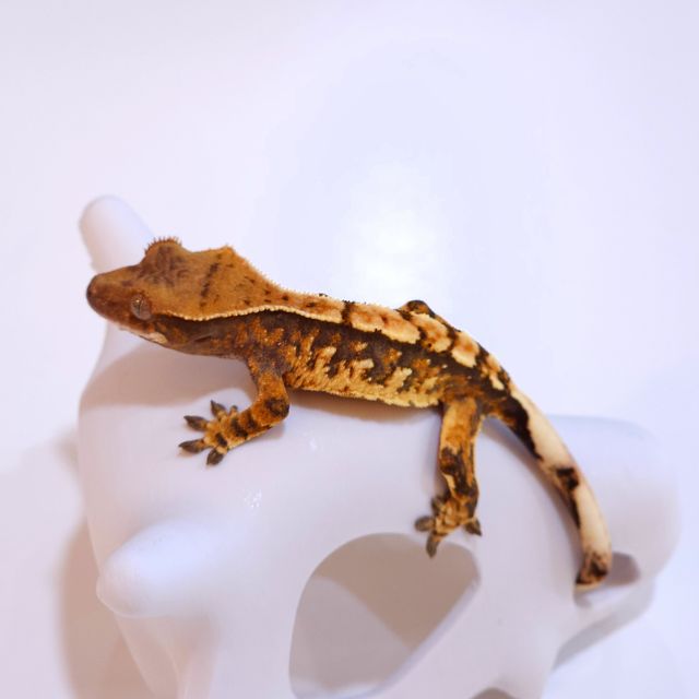 트라이