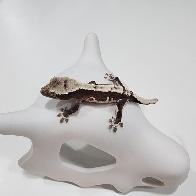 릴잔틱