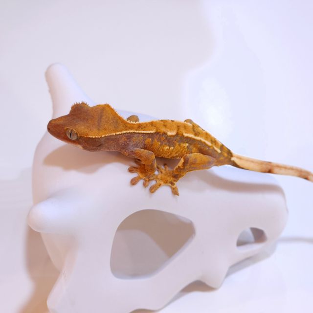트라이