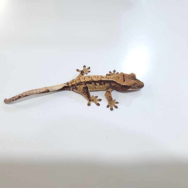 노멀 화이트스팟