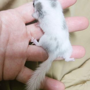 달마시안