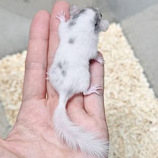 달마시안