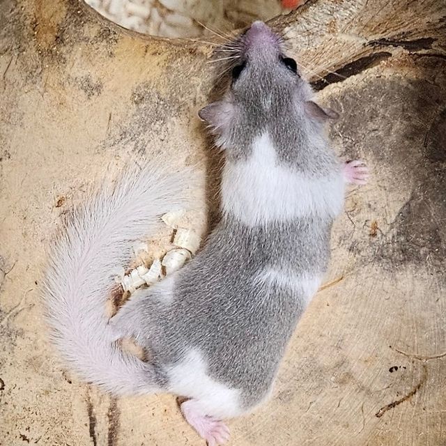 그레이