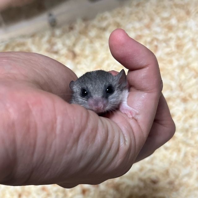파이드