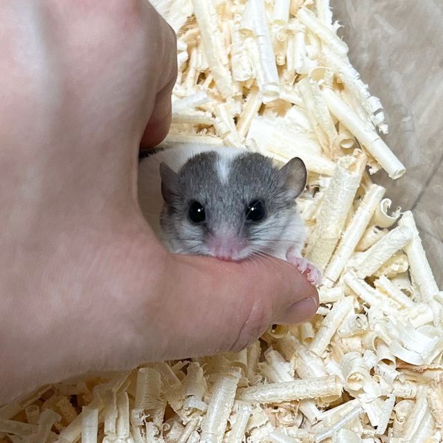 오레오