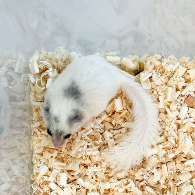 달마시안