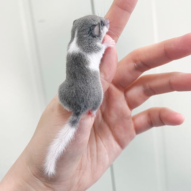파이드