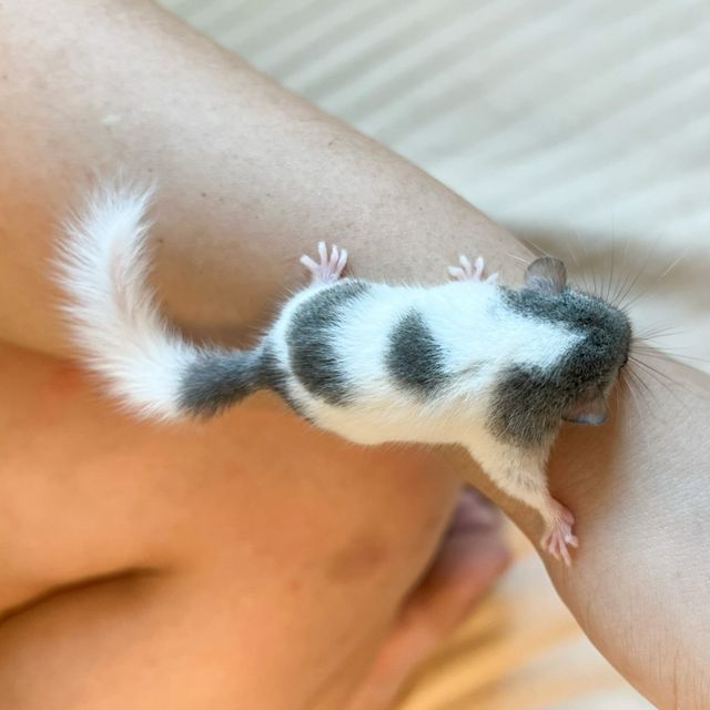 오레오
