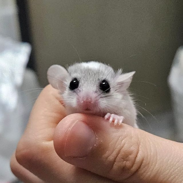 달마시안