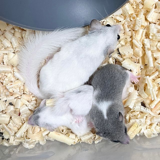 파이드