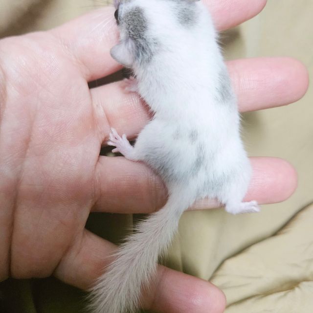 달마시안