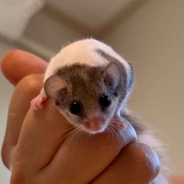 오레오