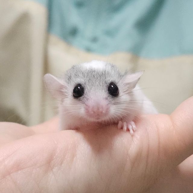 달마시안