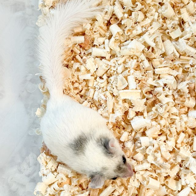 달마시안