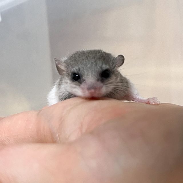 오레오
