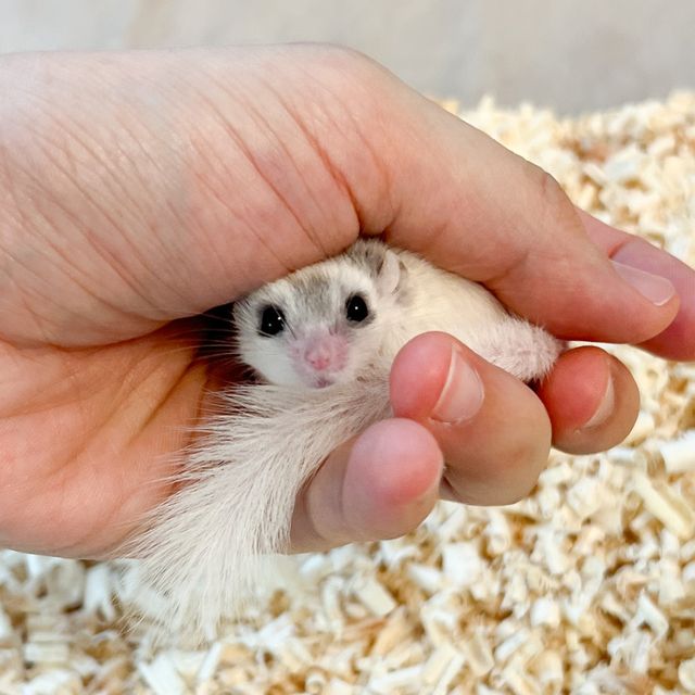 달마시안