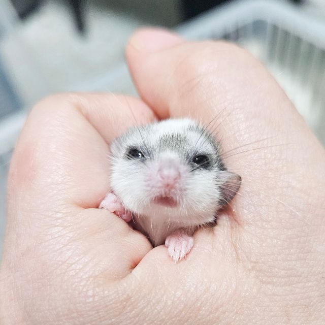 달마시안