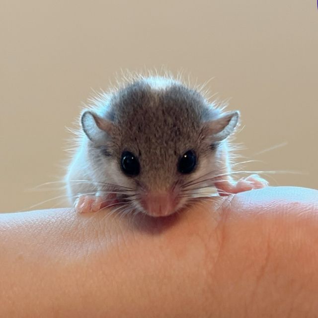 오레오