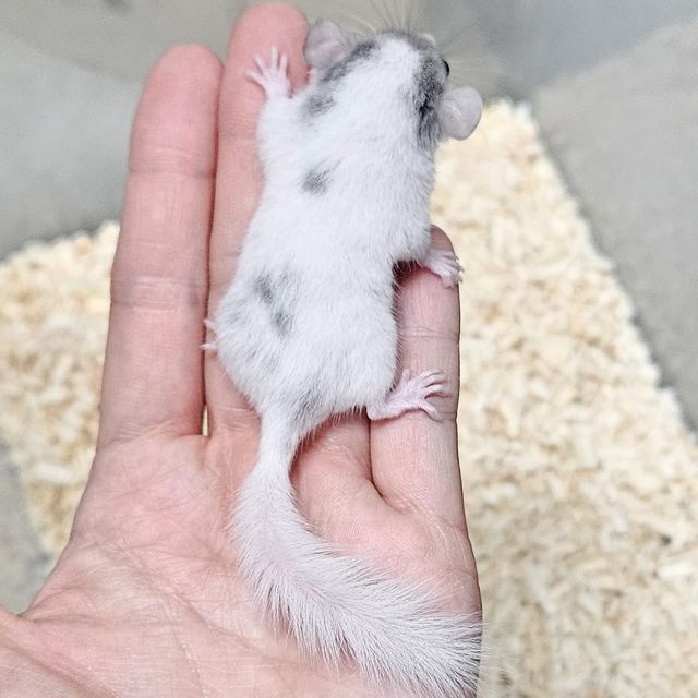 달마시안