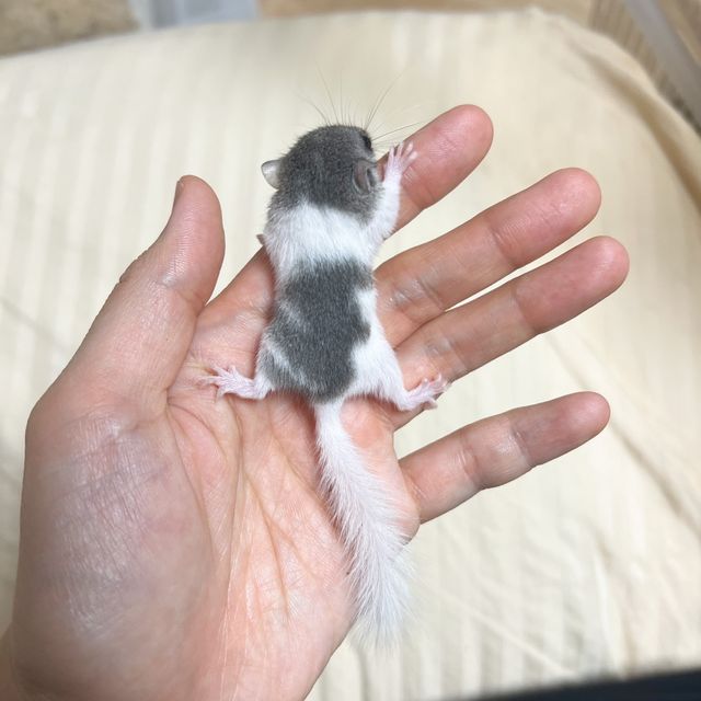 오레오