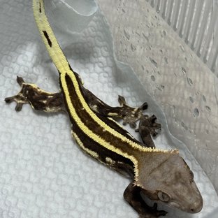 카푸치노 풀핀 핀스트라이프 엠티백 쿼드