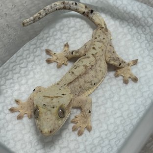 달마시안 슈퍼달마시안