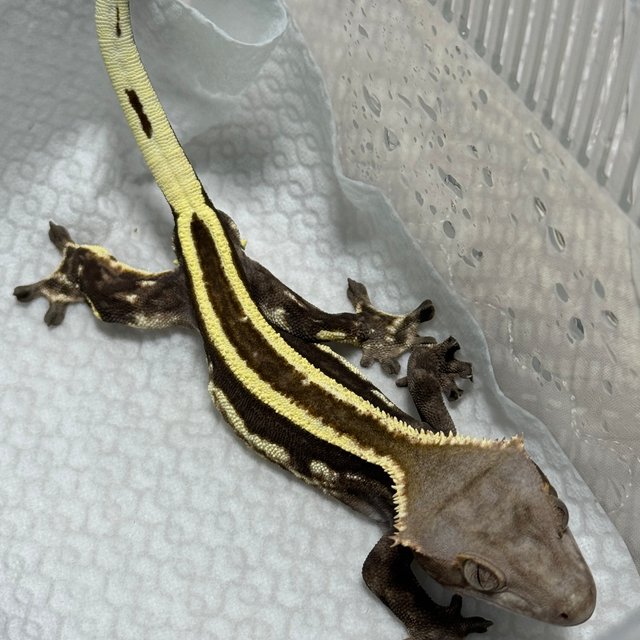 카푸치노 풀핀 핀스트라이프 엠티백 쿼드