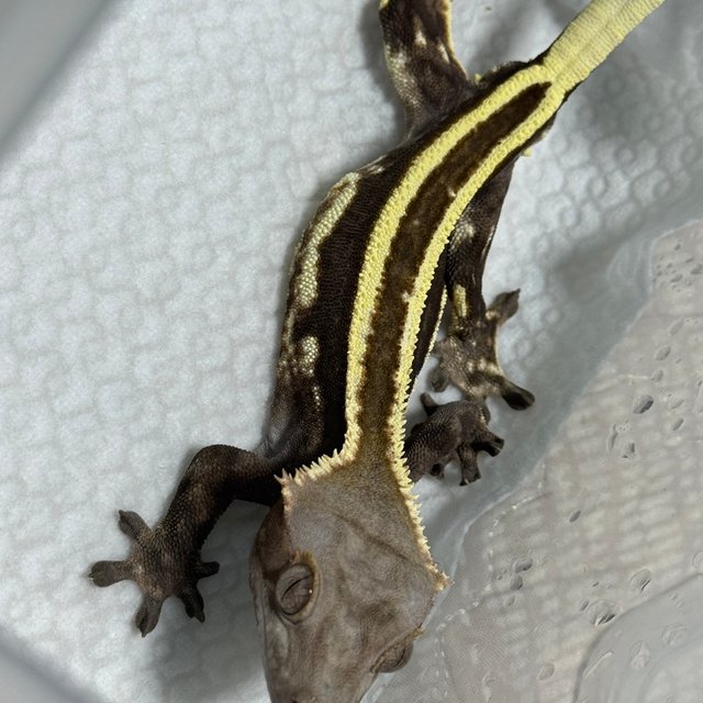 카푸치노 풀핀 핀스트라이프 엠티백 쿼드