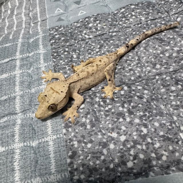 달마시안 슈퍼달마시안