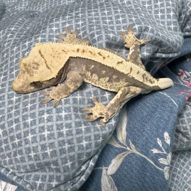 노멀 100%헷아잔틱 핀스트라이프