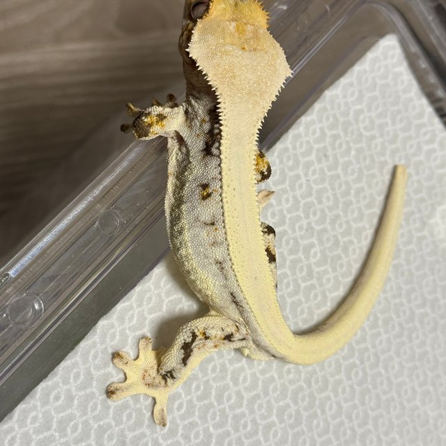 릴리화이트 솔리드백