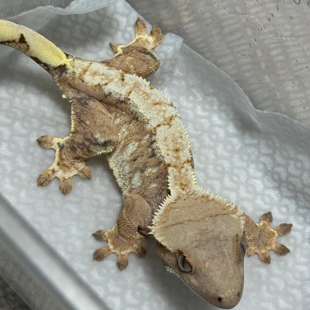 노멀 트라이 드리피 화이트스팟 텐저린