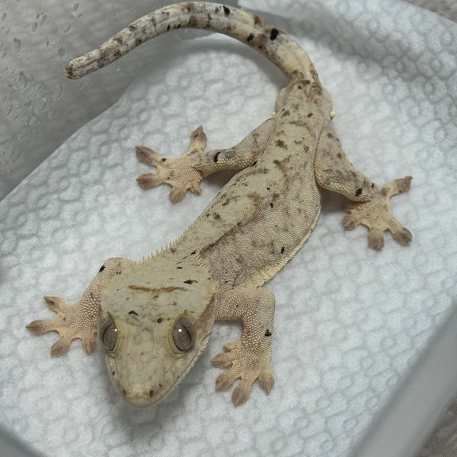 달마시안 슈퍼달마시안