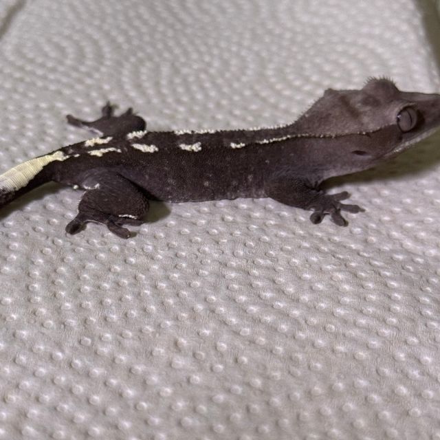 아잔틱