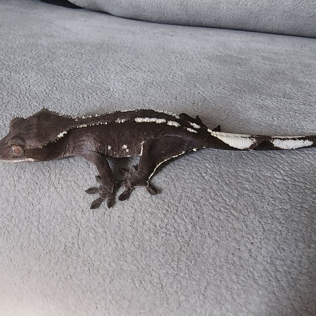 아잔틱
