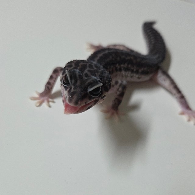 슈퍼스노우 블랙나이트