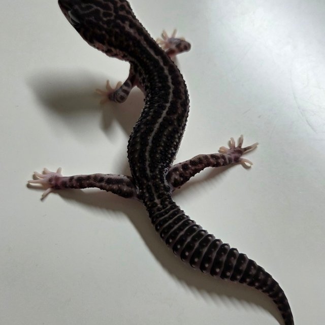 슈퍼스노우 블랙나이트