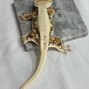 릴리화이트 트라이